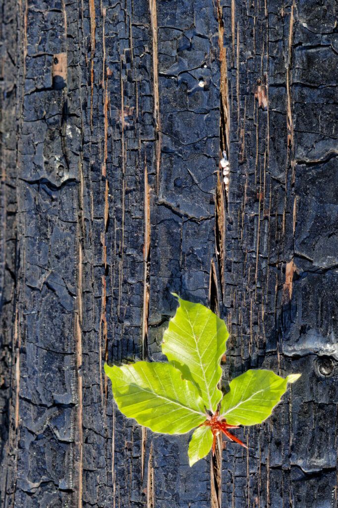 340 Tage nach Waldbrand Thüringer Wald / Saalfelder Höhe 12 20260620 191 web