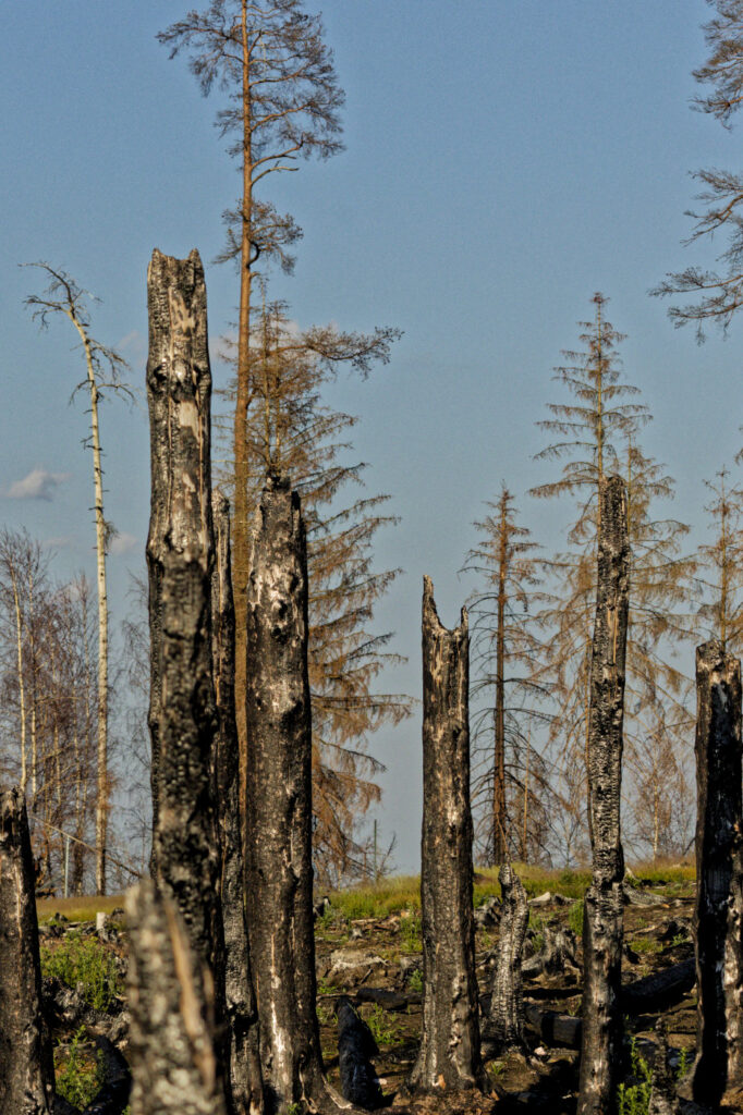 340 Tage nach Waldbrand Thüringer Wald / Saalfelder Höhe 17 20260620 351 web