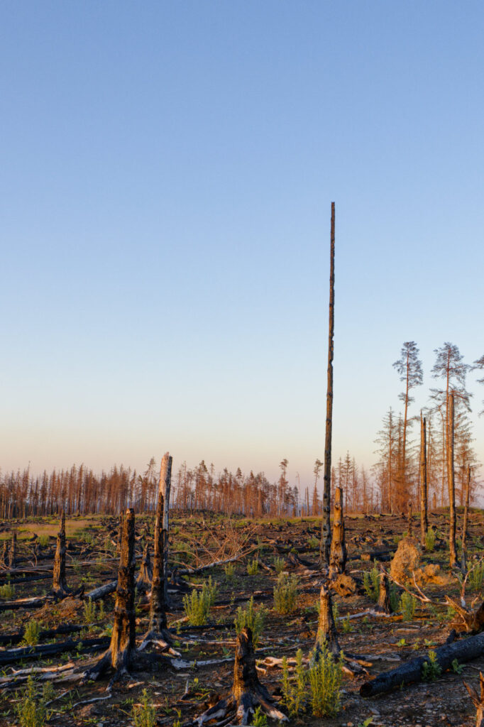 340 Tage nach Waldbrand Thüringer Wald / Saalfelder Höhe 21 20260620 525 web