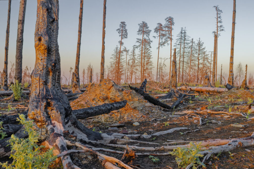 340 Tage nach Waldbrand Thüringer Wald / Saalfelder Höhe 23 20260620 545 web